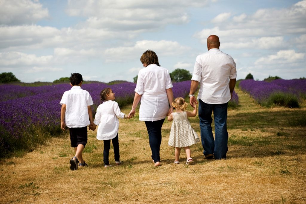 mayfield lavender field